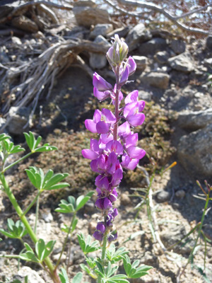 Lupine along Hendersen Road Borrego Springs CA