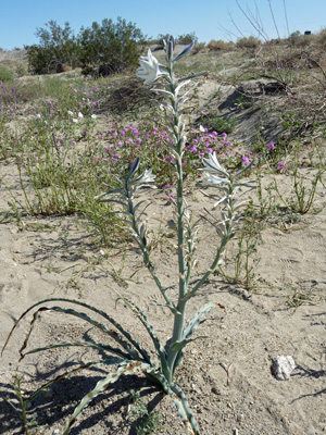 Desert Lilies (Hesperocalis undulata)