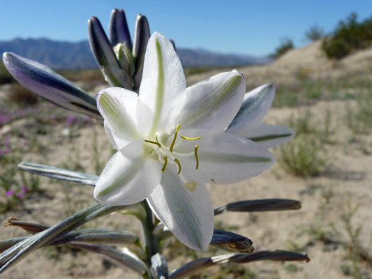 Desert Lilies (Hesperocalis undulata)