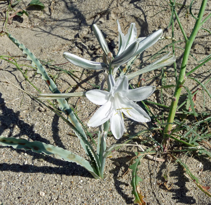 Desert Lilies (Hesperocalis undulata)