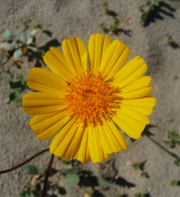 Desert Sunflower