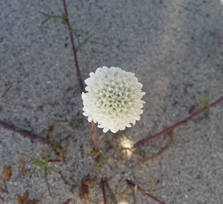 Desert Pincushion (Chaenactis fremontii)