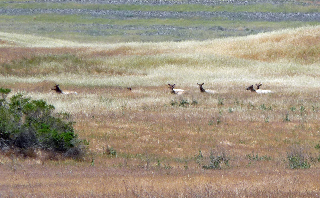 Tule Elk at San Luis Reservoir CA