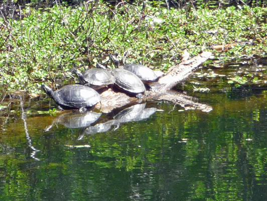Western Pond Turtles Redding CA
