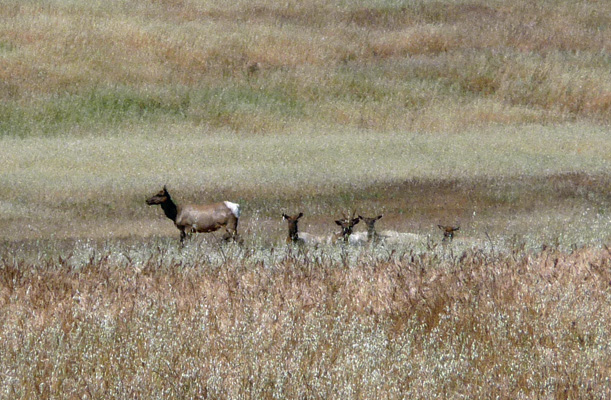Tule Elk San Luis Reservoir CA