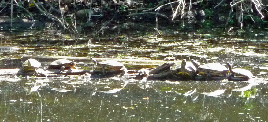 Western Pond Turtles Redding CA