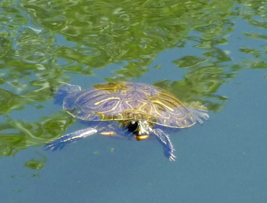 Western Pond Turtle swimming