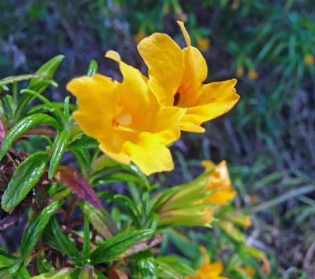 Sticky Monkeyflower (Mimulus aurantiacus)