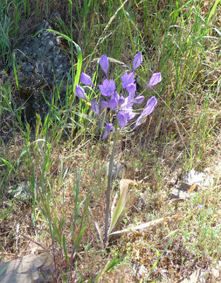 Grass Nut (Triteleia laxa)