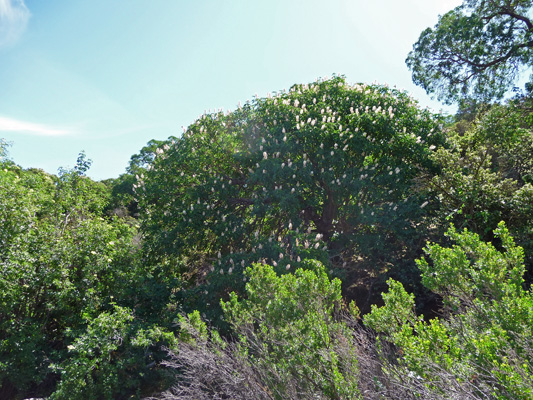 California Buckeye (Aesculus californica)