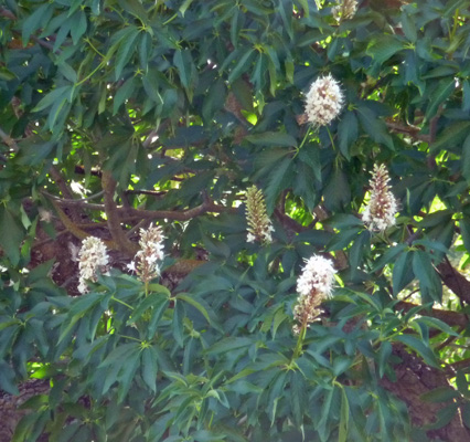California Buckeye (Aesculus californica) blooms