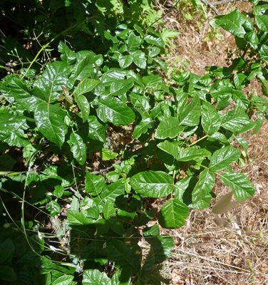 Poison Oak (Toxicodendron diversilobum)