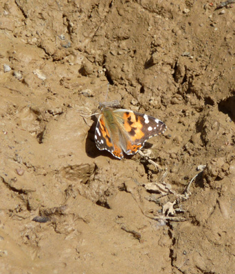 Butterfly in mud