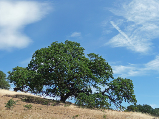 Live Oak Pacheco State Park CA