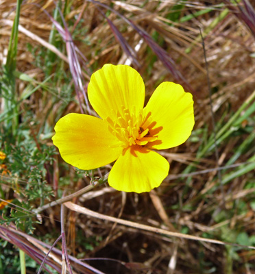 California Poppies (Eschscholtzia californica)