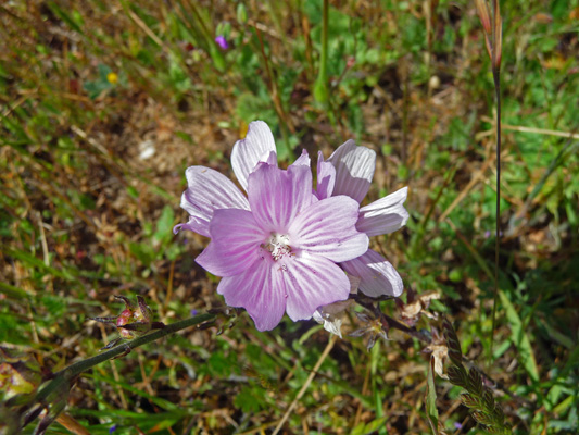 Checker Blooms (Sidalcea malvaeflora)