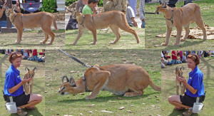 Caracal at Wild Animal Park Escondido CA