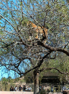 Sumatran Tiger in a tree