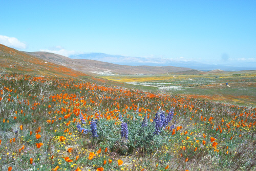 Poppies, lupine and fields of gold