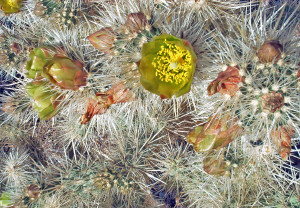 Cholla