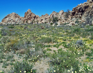 Desert Dandelion