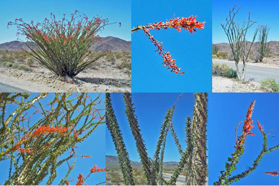 Ocotillo Montage