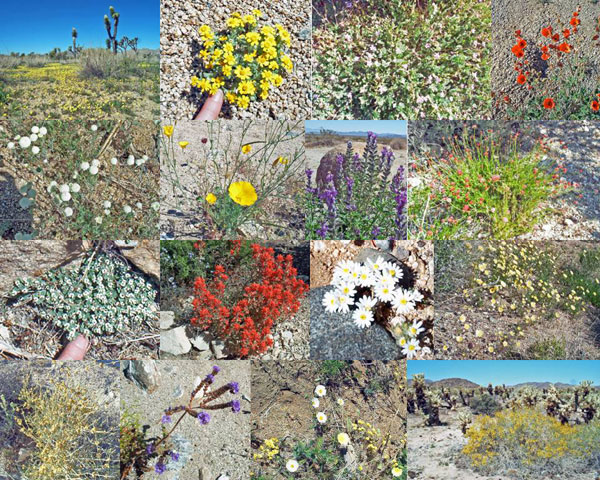 Wildflower Montage