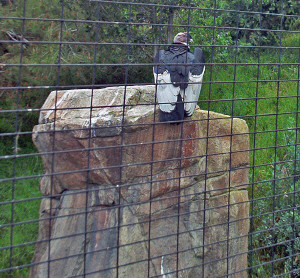 California Condor with back to the crowd
