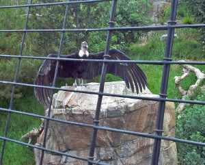 California Condor with wings spread