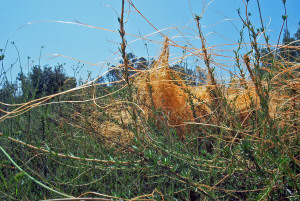 Dodder in San Diego County