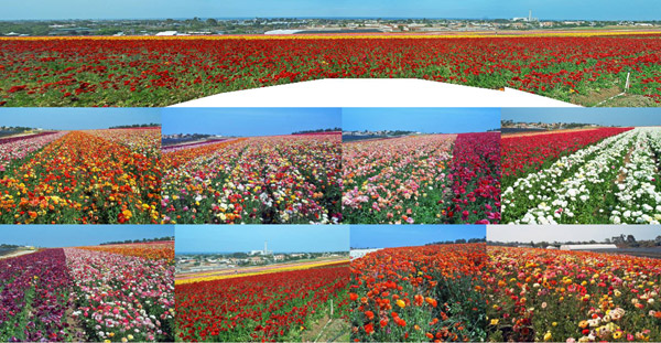 Flower Fields at Carlsbad Montage