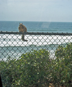 Ground Squirrel on fence at Carlsbad State Beach