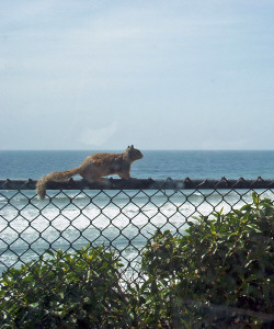 Ground Squirrel running on fence