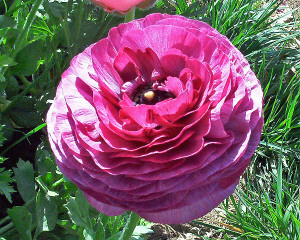Rose Ranunculus
