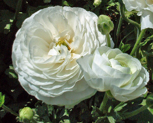 White ranunculus