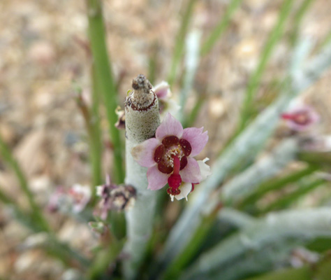 Candelilla (Euphorbia antisyphilitica)