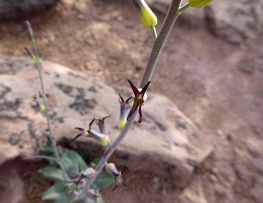 Heartleaf Twistflower (Streptanthus cordatus)