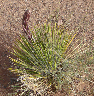 Navajo Yucca (Yucca baileyi)