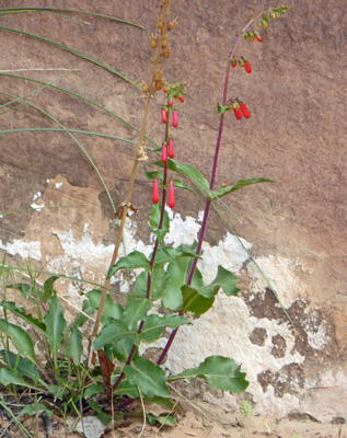 Firecracker Penstemon (Penstemon eatonii)