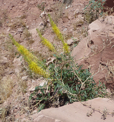 Prince’s Plumes (Stanleya pinnata)