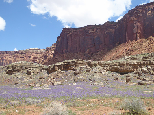 Phacelia and red cliffs