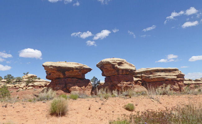 Canyonlands mushrooms