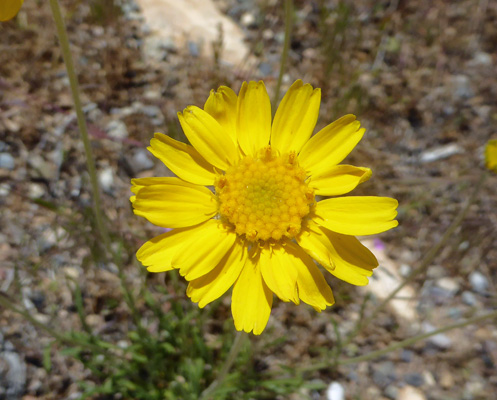 Stemless Hymenoxys (Tetraneuris acaulis)