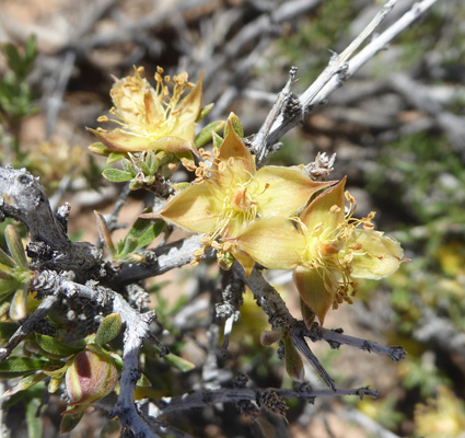 Blackbrush (Coleogyne ramosissima) 