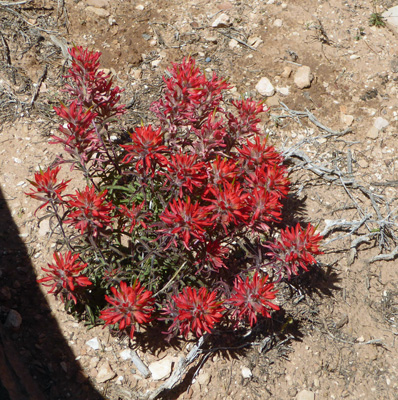 Desert Paintbrush (Castilleja chromosa)