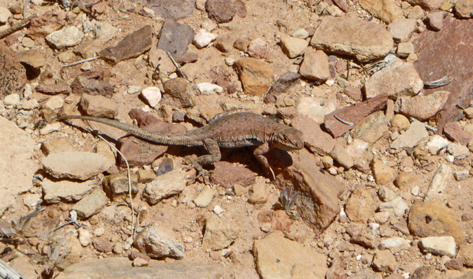 Canyonlands lizard