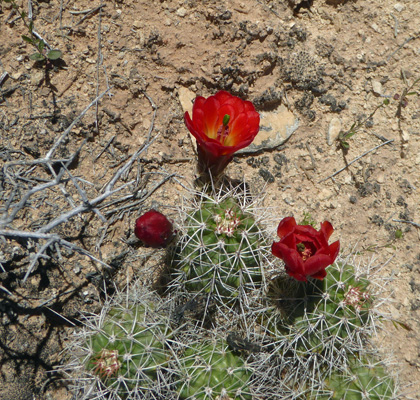 Kingcup Cactus (Echinocereus triglochidiatus) 