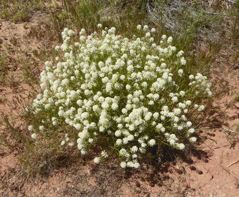 Mountain Pepperweed (Lepidium montanum)