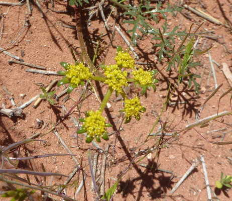 Parry's Biscuitroot (Lomatium parryi)