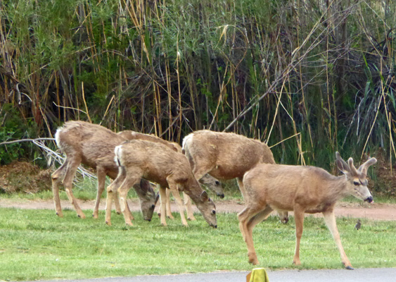 Deer Fruita